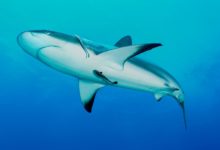 220617164040 reef shark mar alliance card super 169 PcXuHInow-trending